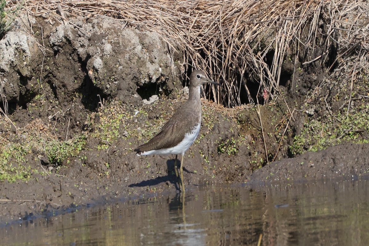 Green Sandpiper - ML641893238