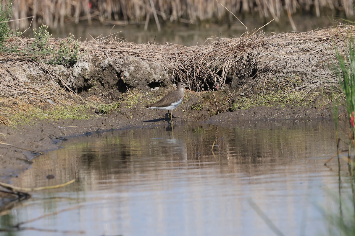 Green Sandpiper - ML641893239