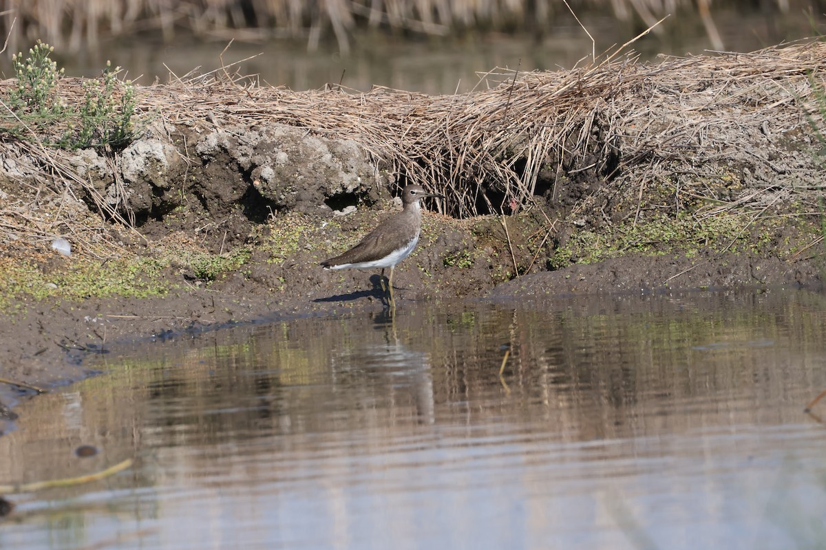Green Sandpiper - ML641893240