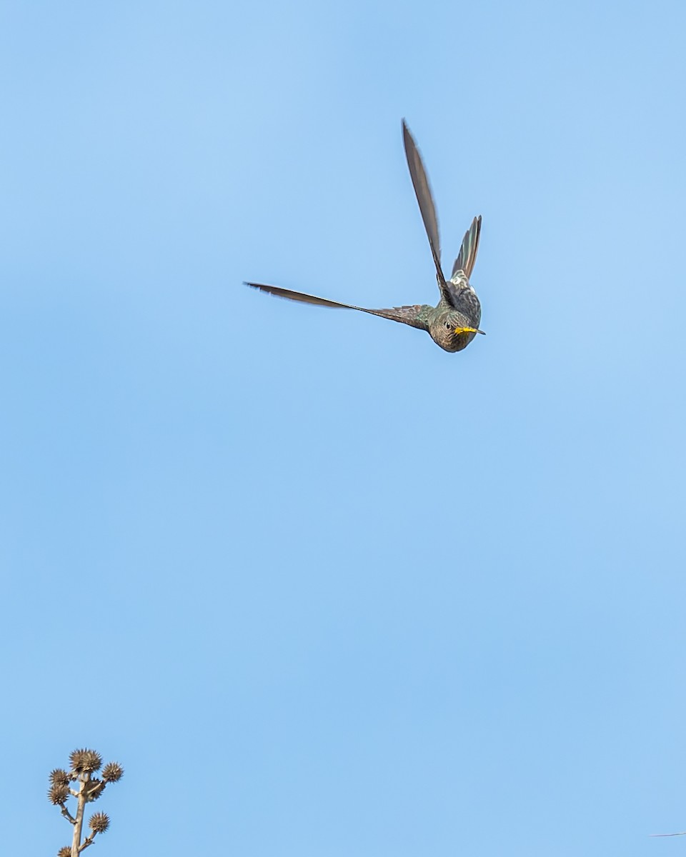 kjempekolibri - ML641893268