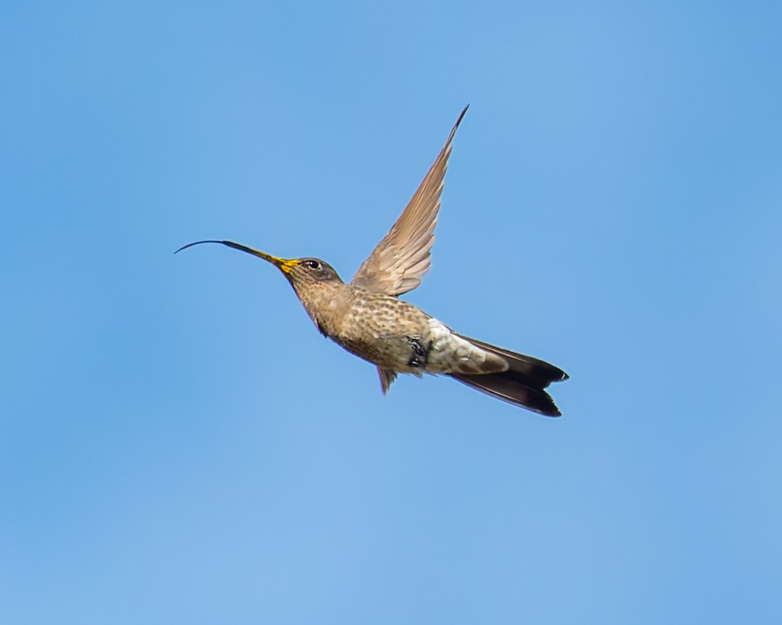kjempekolibri - ML641893269