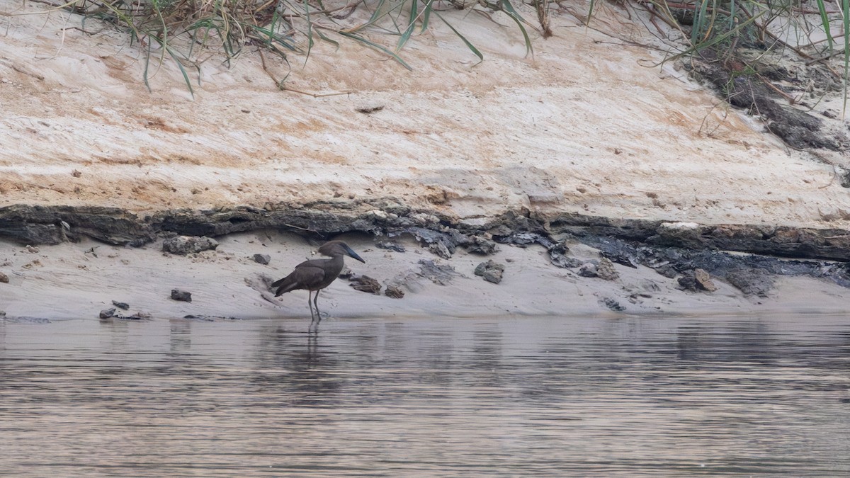 Hamerkop - ML641893310
