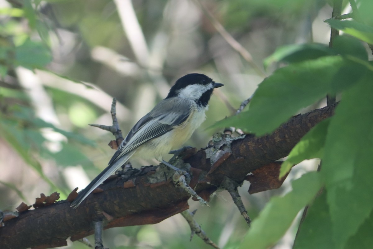 Black-capped Chickadee - ML641893319