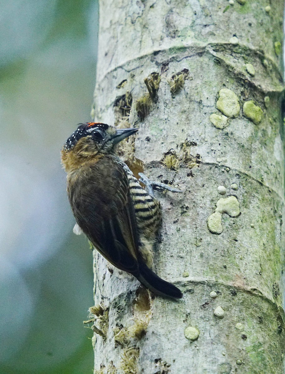 Ochre-collared Piculet - ML641893323