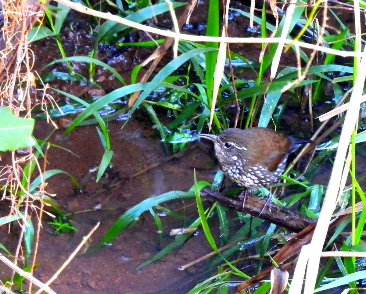 Sharp-tailed Streamcreeper - ML641893349