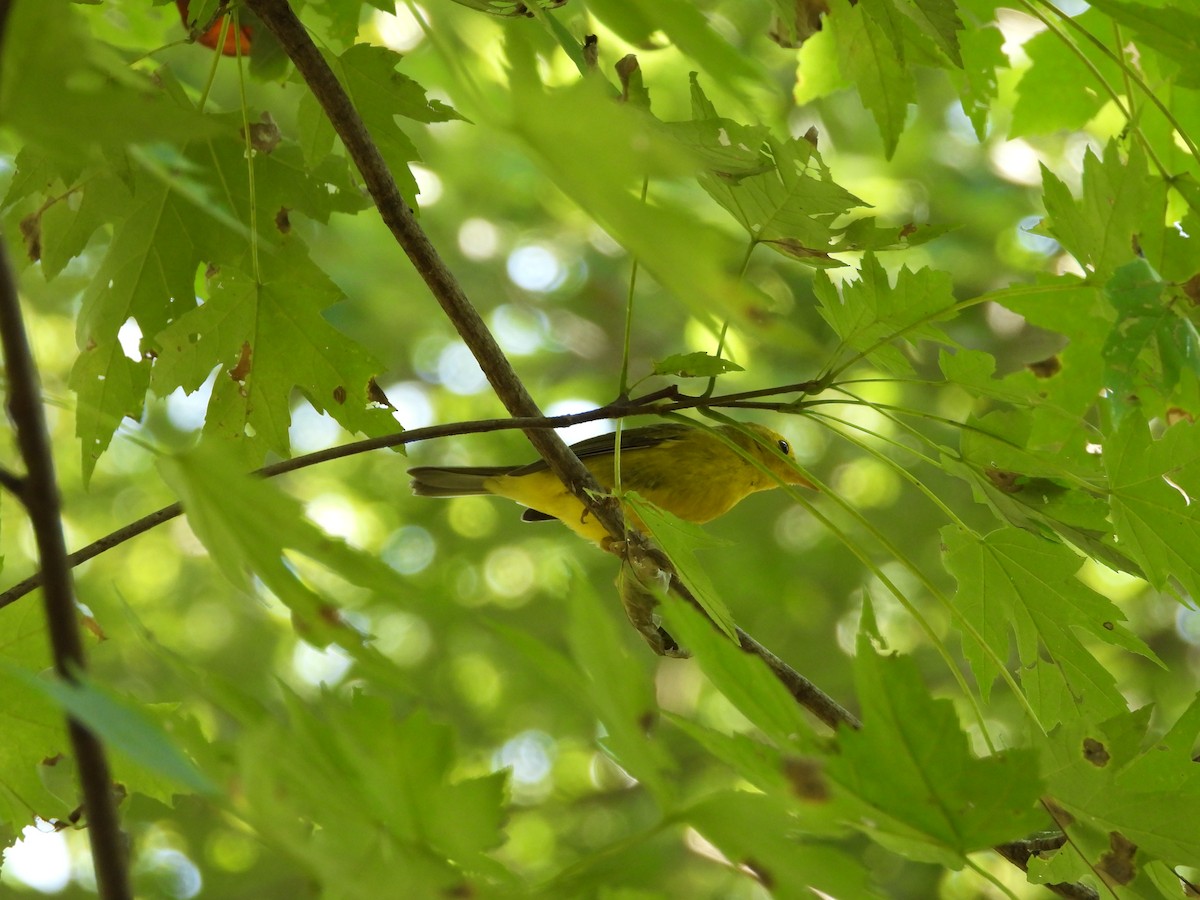 Wilson's Warbler - ML641893354