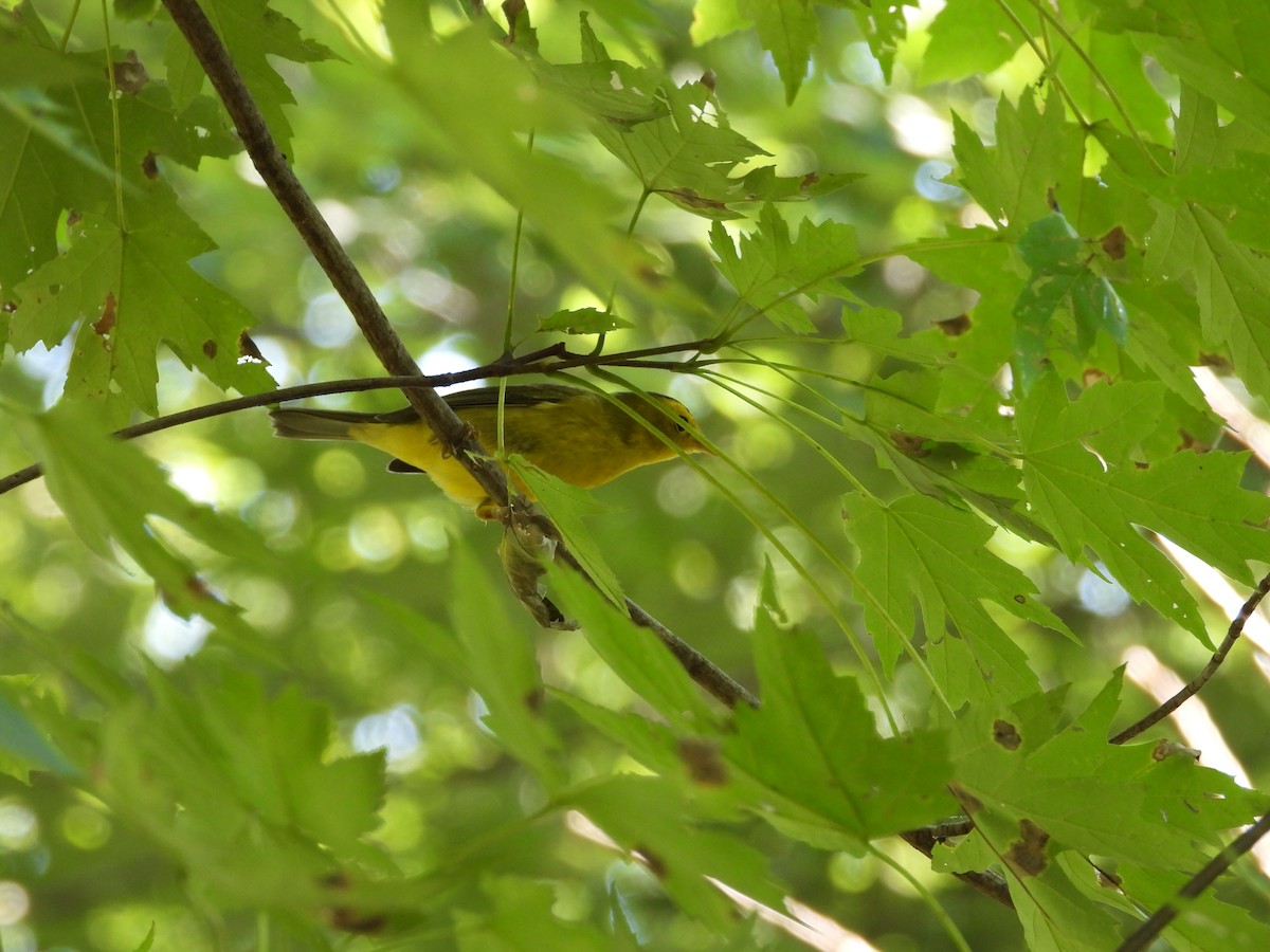 Wilson's Warbler - ML641893355