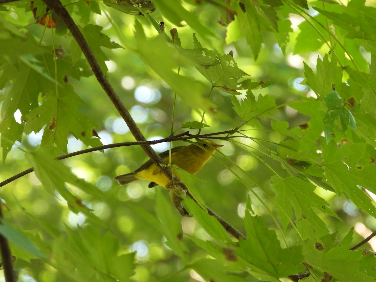 Wilson's Warbler - ML641893356