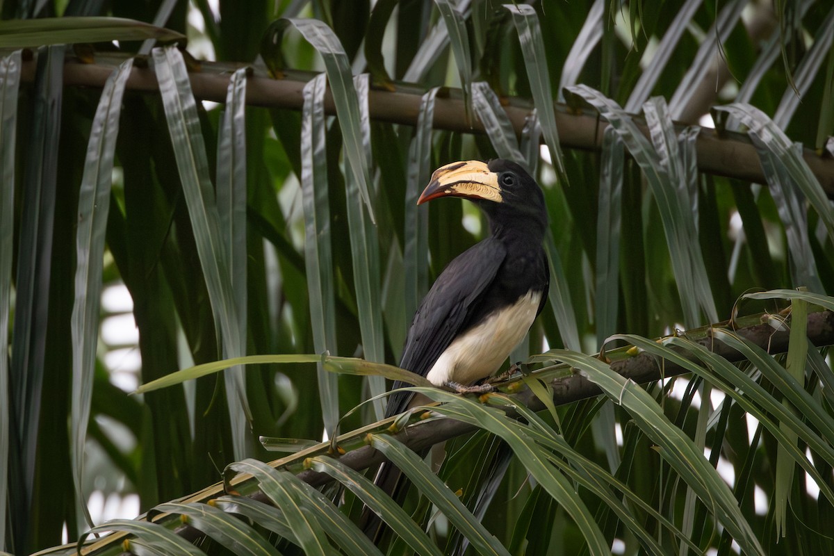 Congo Pied Hornbill - ML641893362