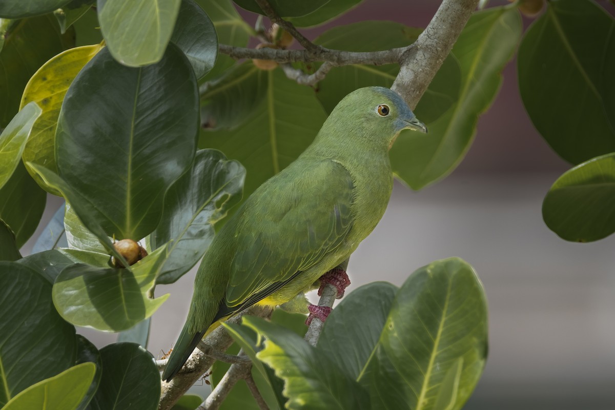 Blue-capped Fruit-Dove - ML641893368