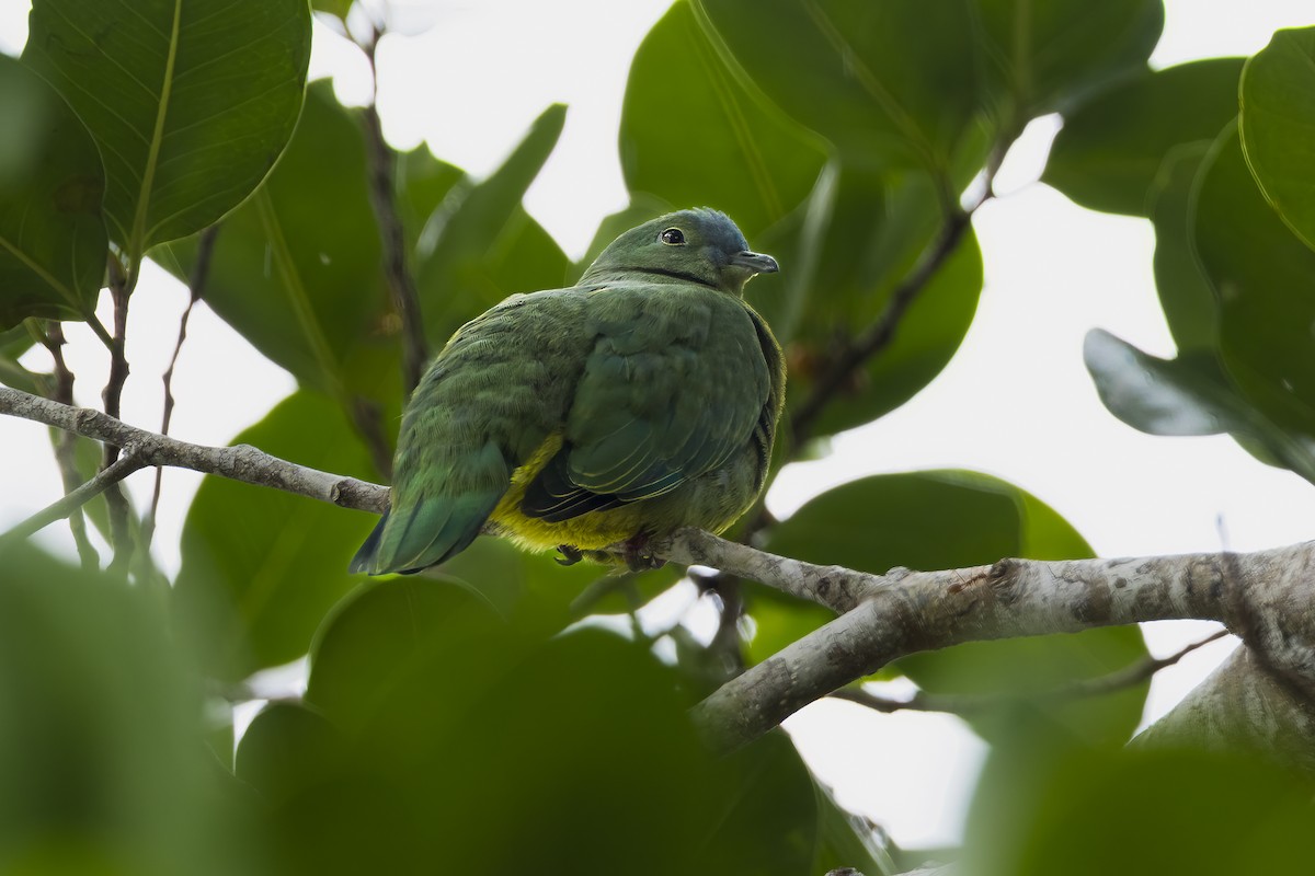 Blue-capped Fruit-Dove - ML641893369