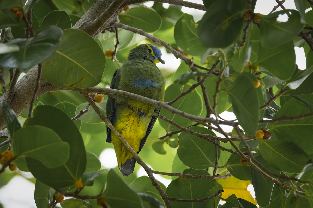 Blue-capped Fruit-Dove - ML641893370