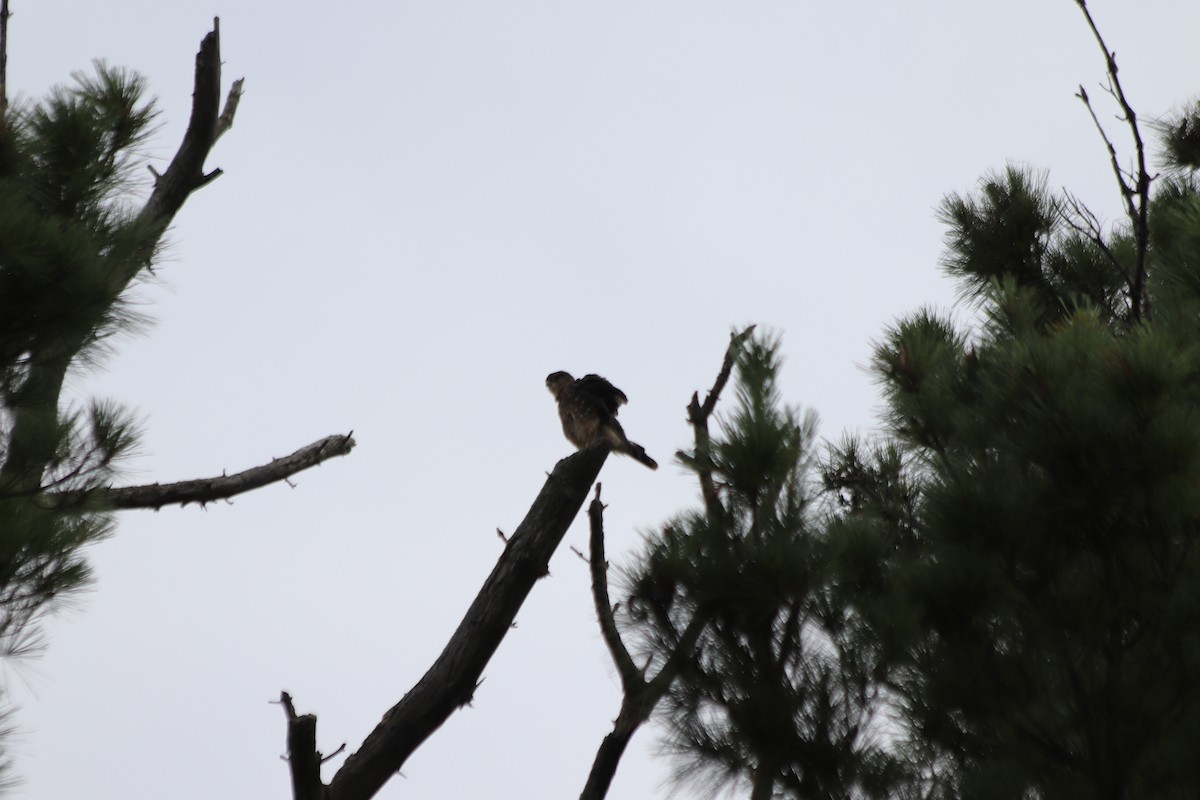 Merlin - ML641893389