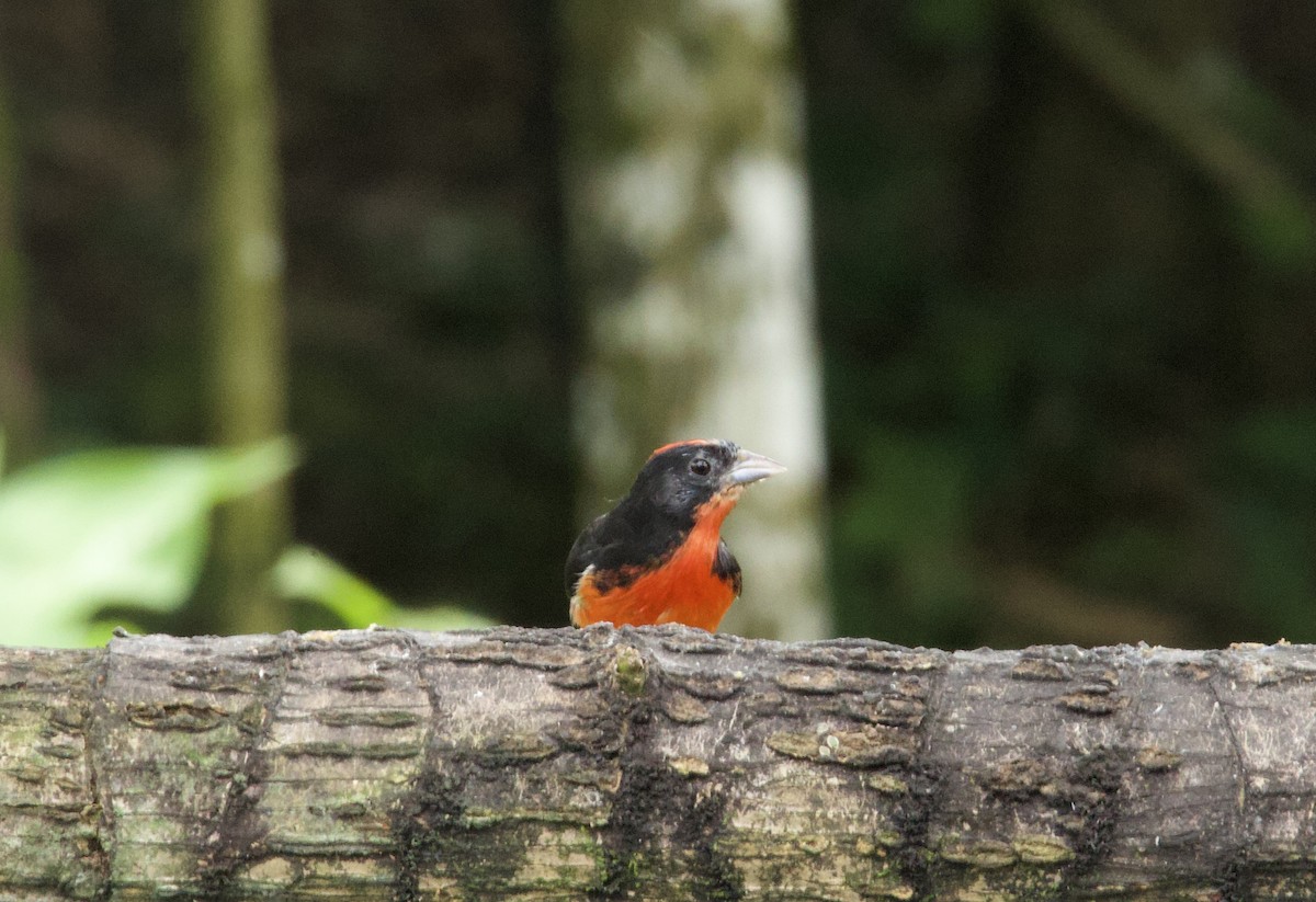 Crimson-breasted Finch - ML641893396