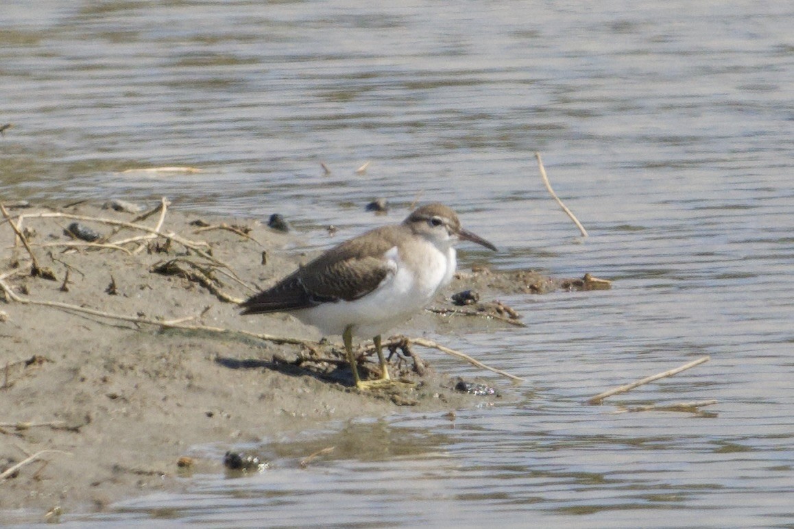 Spotted Sandpiper - ML641893407