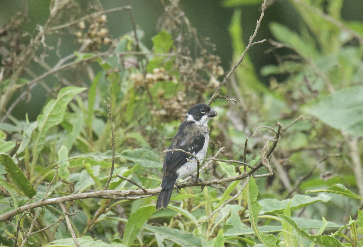 Variable Seedeater - ML641893432