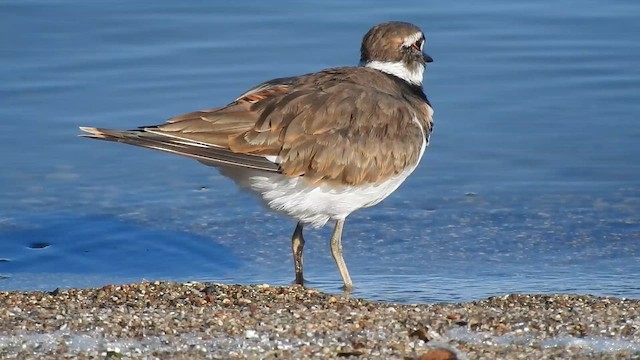 Killdeer - ML641893436