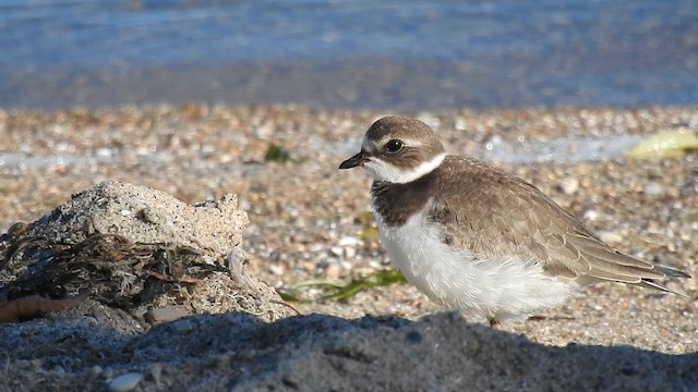 Semipalmated Plover - ML641893441