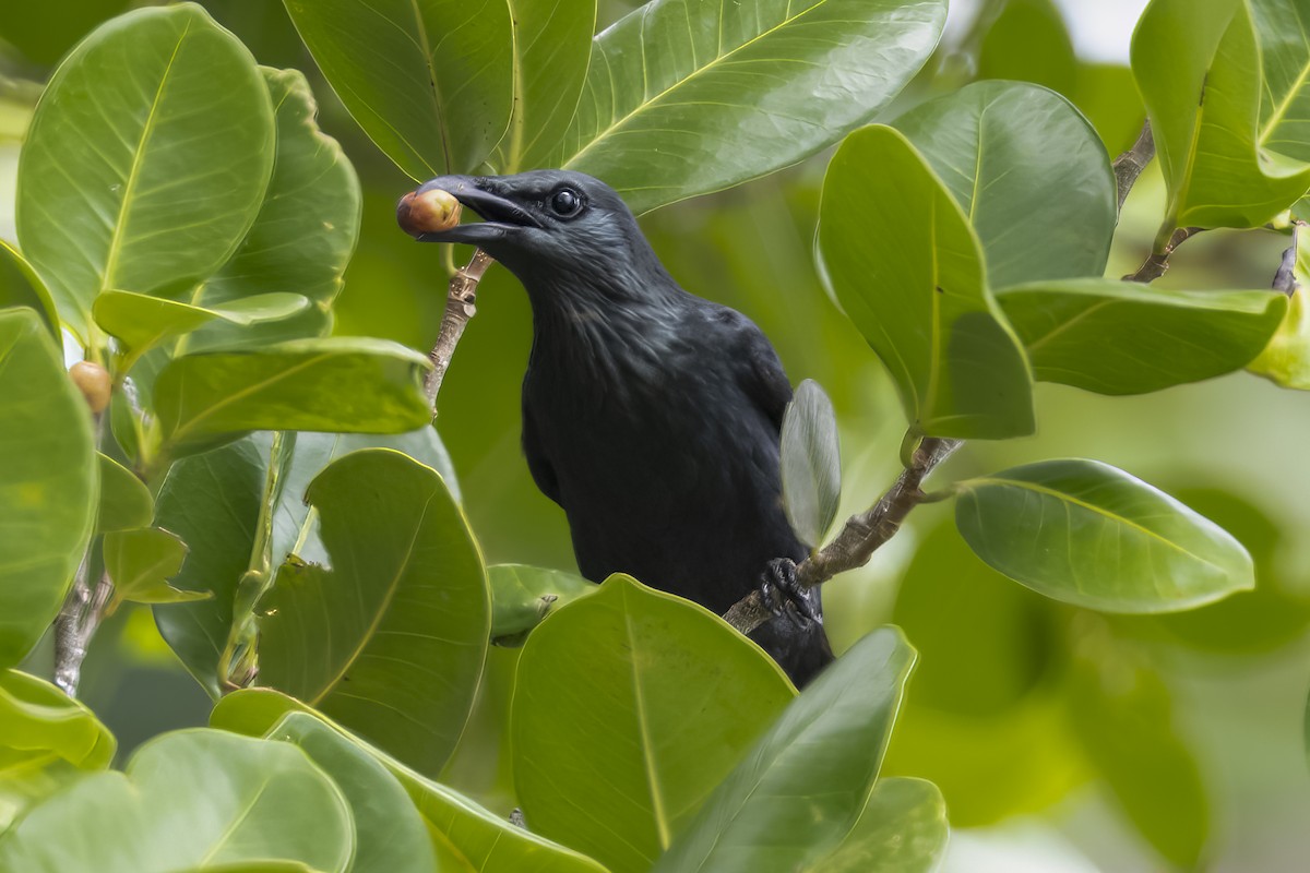 Moluccan Starling - ML641893448