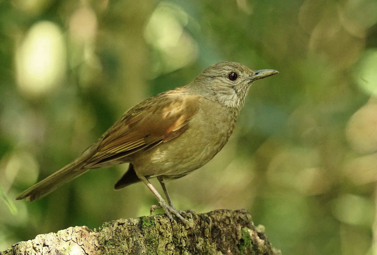 Pale-breasted Thrush - ML641893449