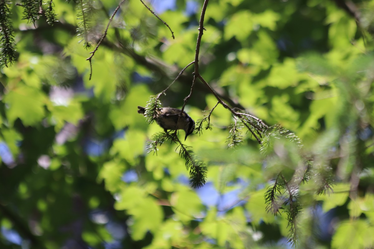 Red-breasted Nuthatch - ML641893460