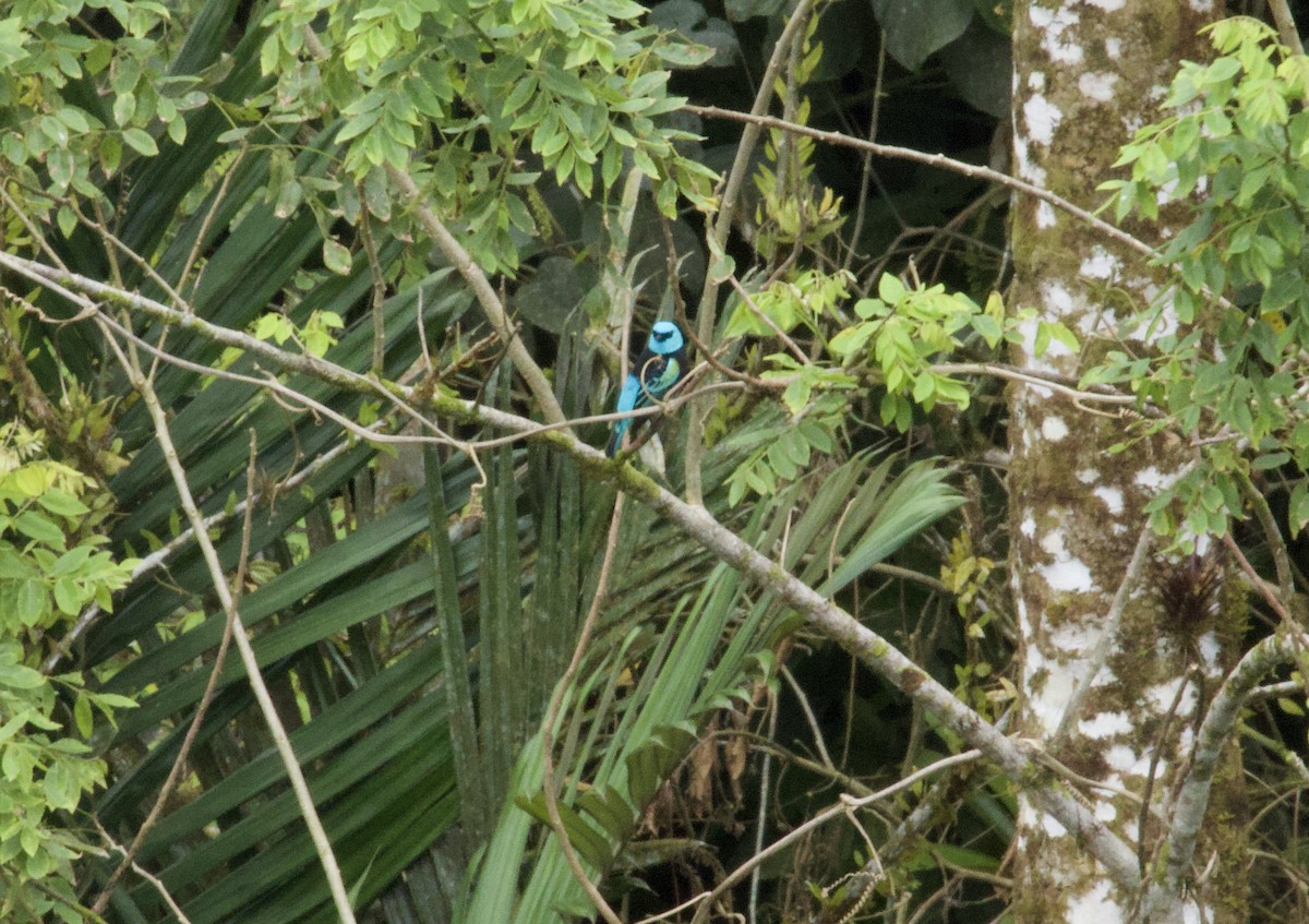 Blue-necked Tanager - ML641893462