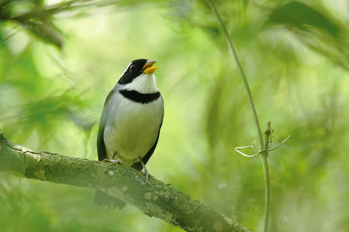 Saffron-billed Sparrow - ML641893466