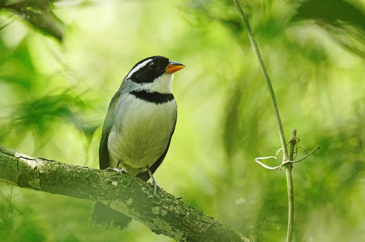 Saffron-billed Sparrow - ML641893467