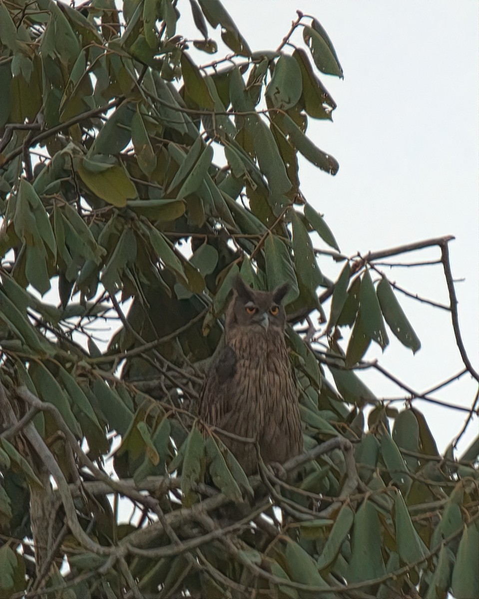 Dusky Eagle-Owl - ML641893468