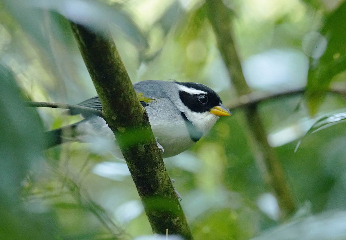 Saffron-billed Sparrow - ML641893470