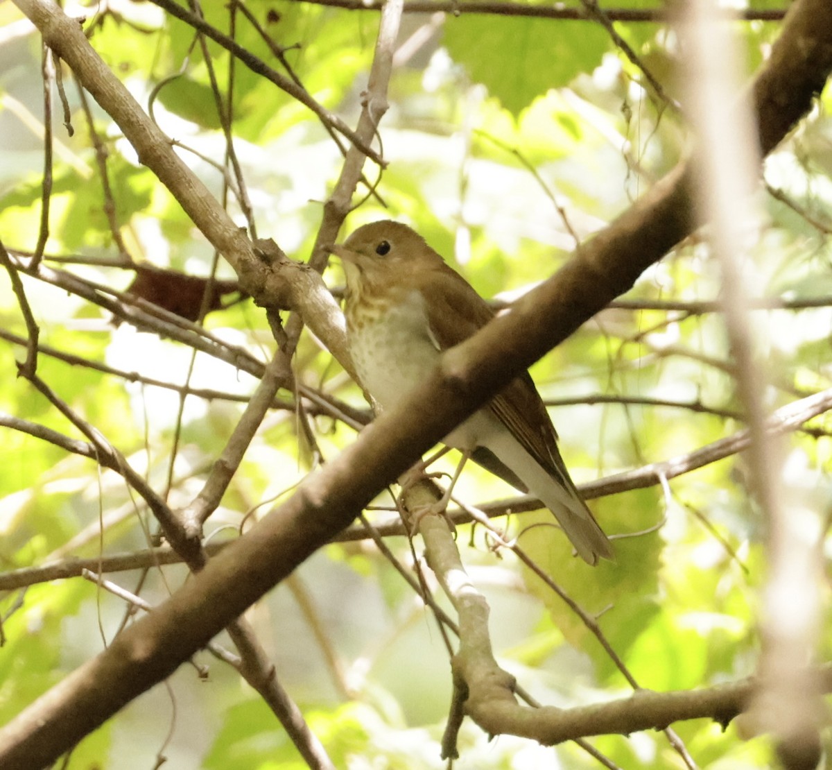 Veery - ML641893483