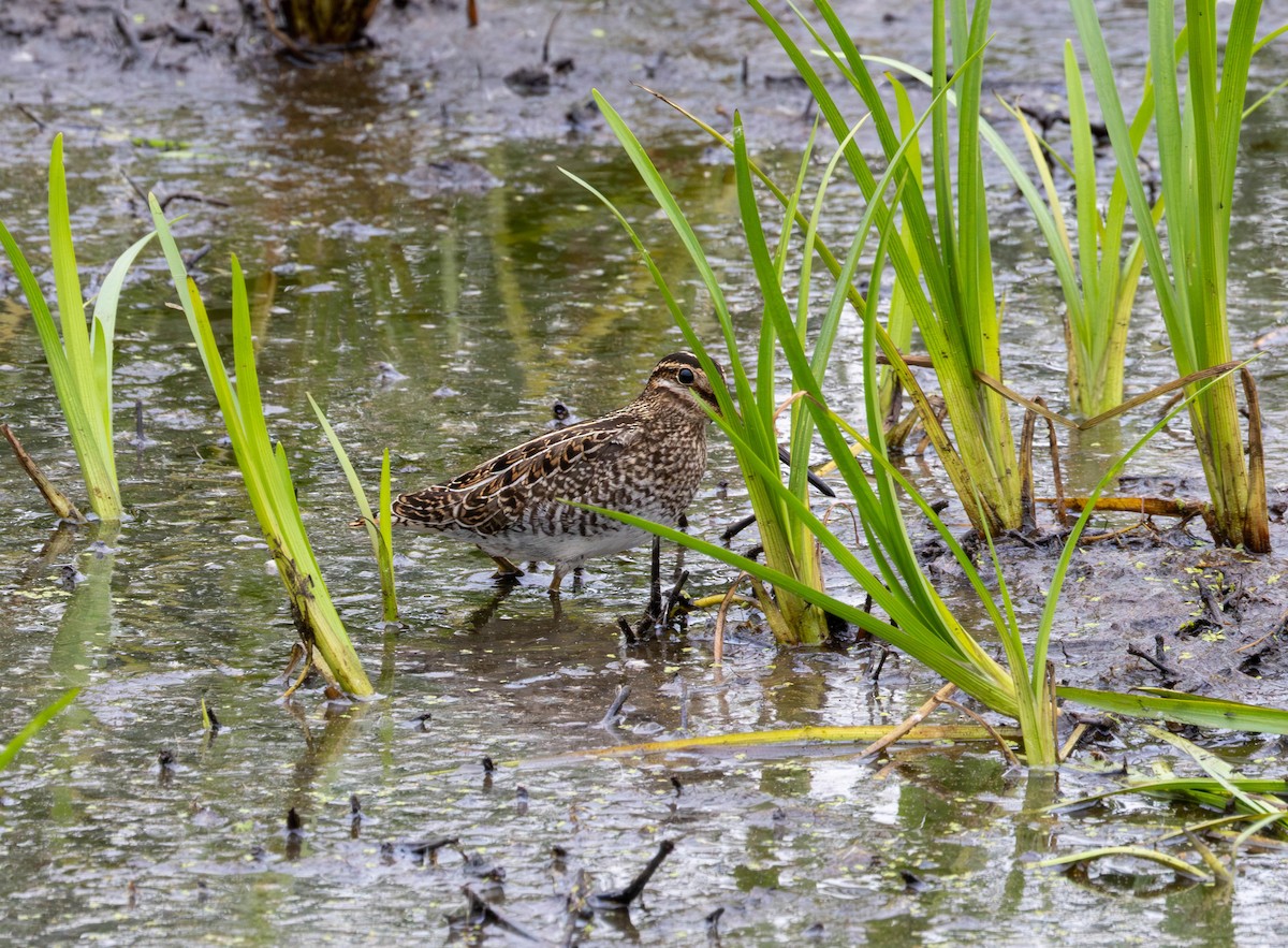Wilson's Snipe - ML641893497