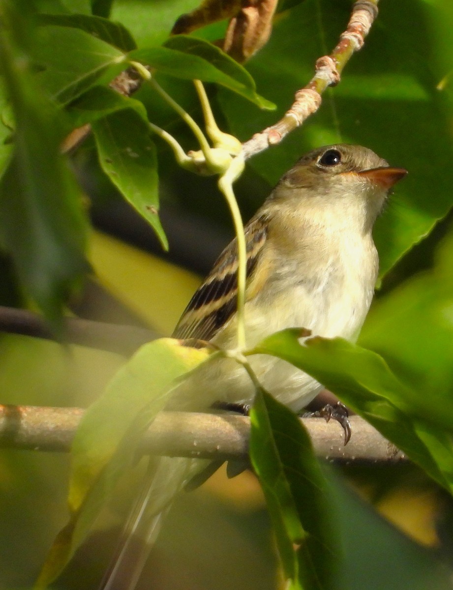 Yellow-bellied Flycatcher - ML641893522