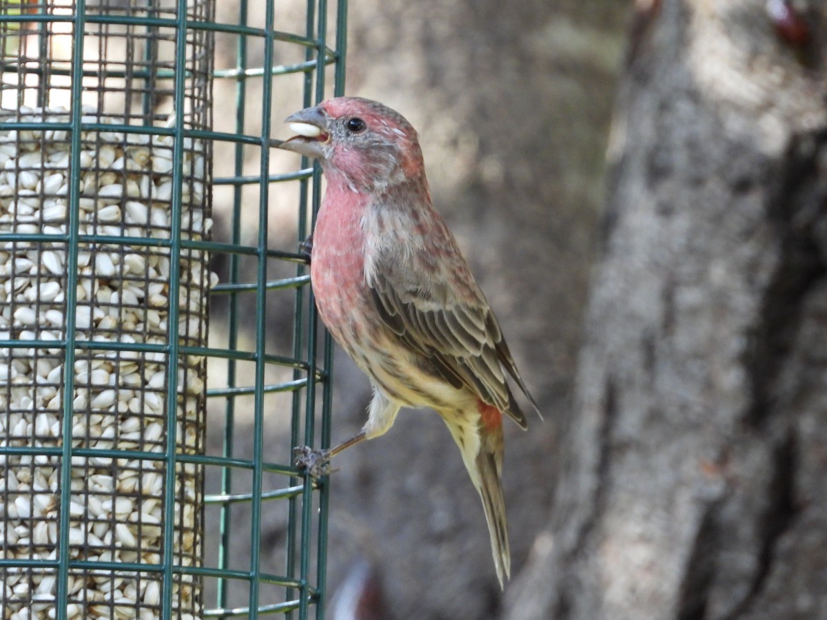 House Finch - ML641893528