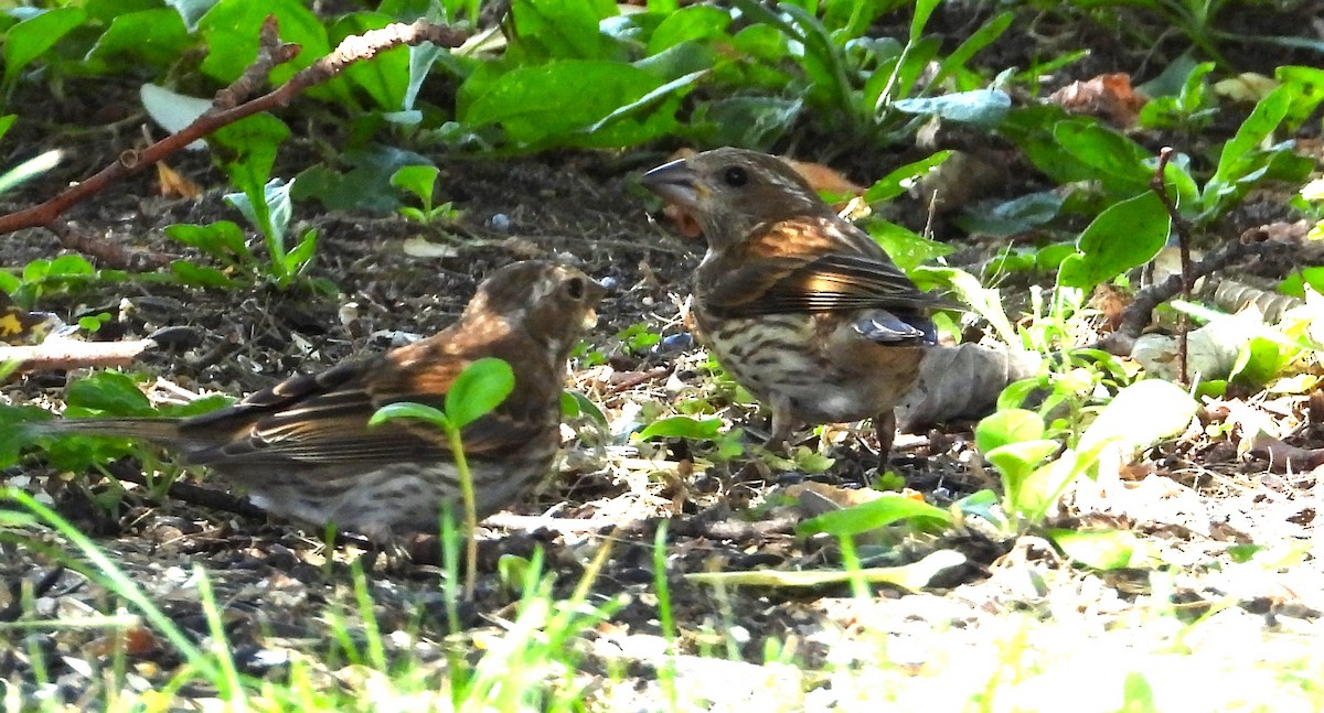 Purple Finch - ML641893536