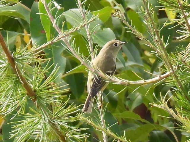 Ruby-crowned Kinglet - ML641893539