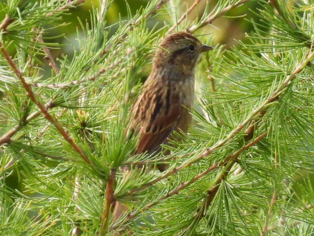 Swamp Sparrow - ML641893565