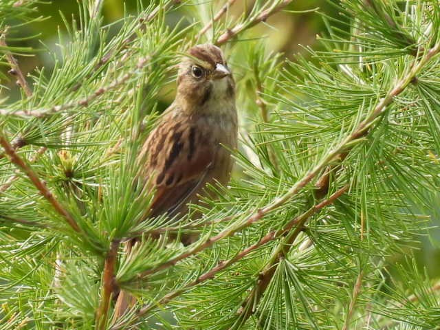 Swamp Sparrow - ML641893566