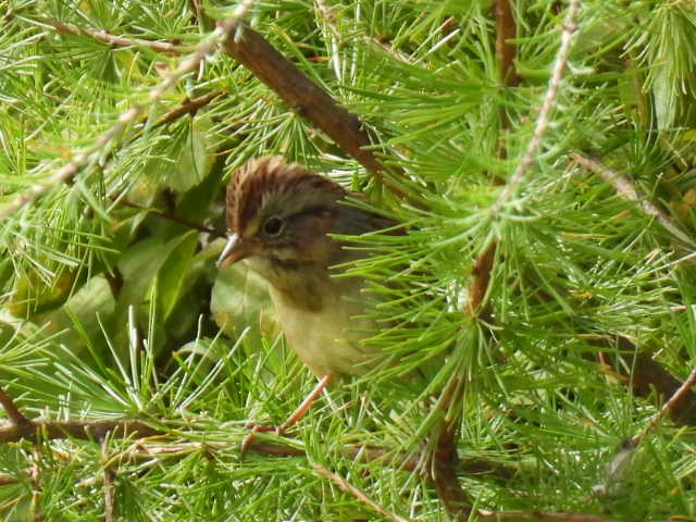 Swamp Sparrow - ML641893567