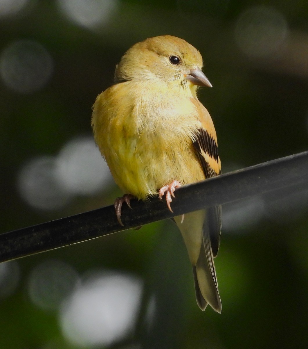 American Goldfinch - ML641893583
