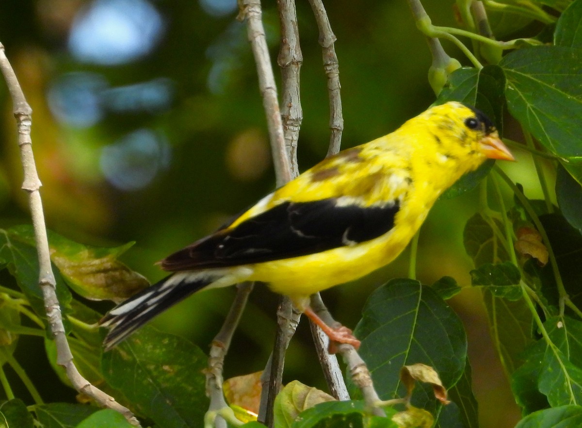 American Goldfinch - ML641893584