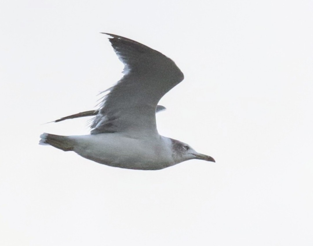 Black-tailed Gull - ML641893590