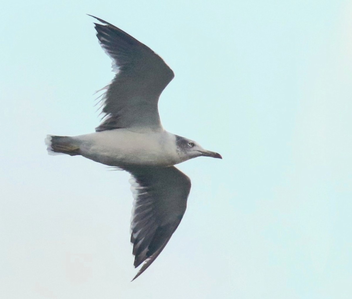 Black-tailed Gull - ML641893591