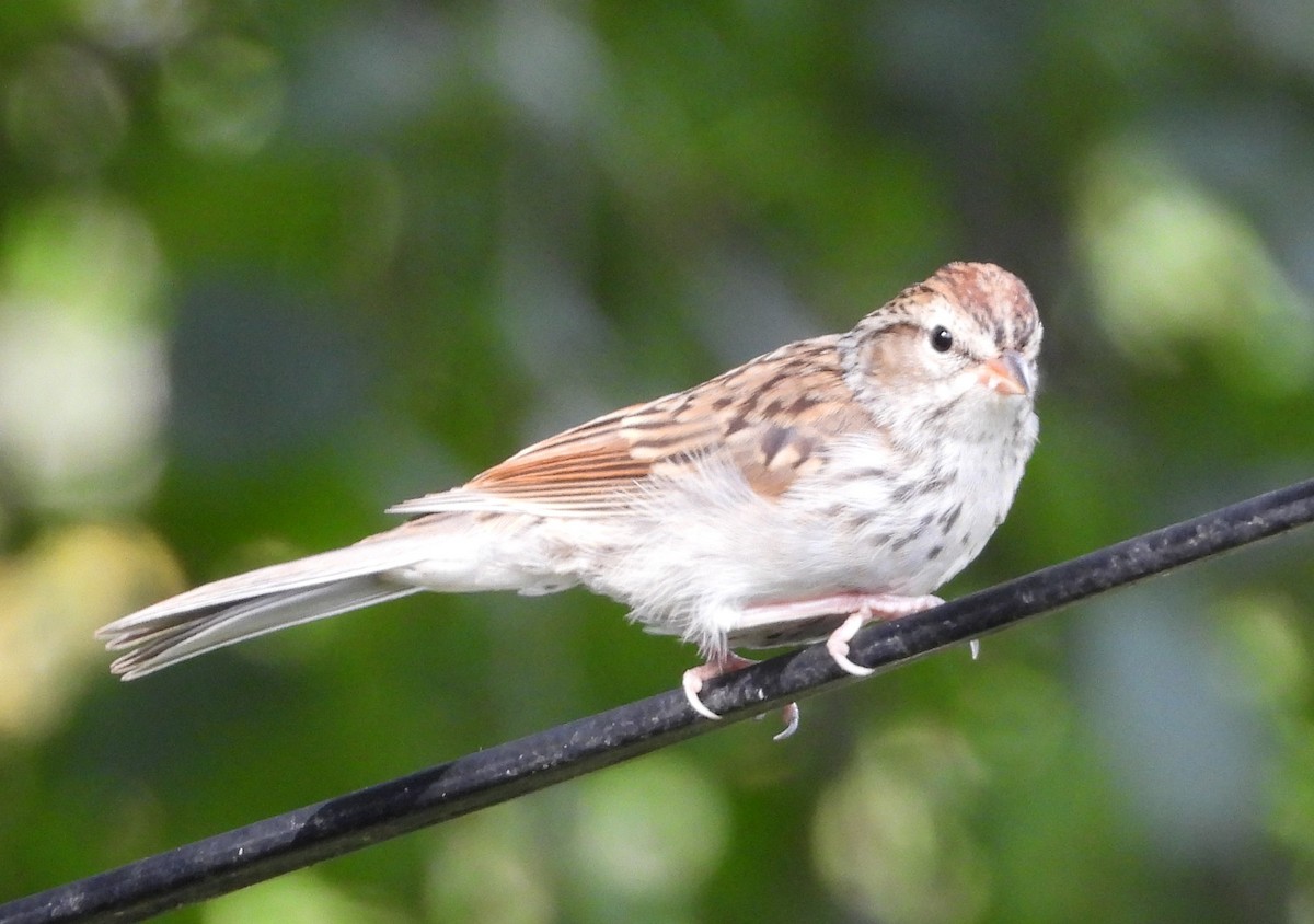 Chipping Sparrow - ML641893594