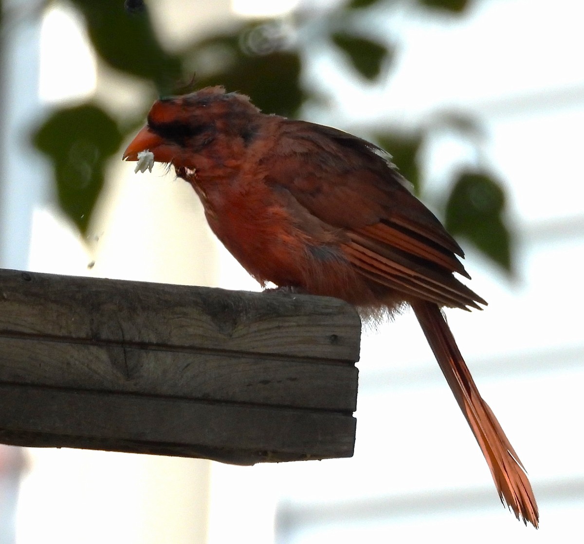 Northern Cardinal - ML641893604