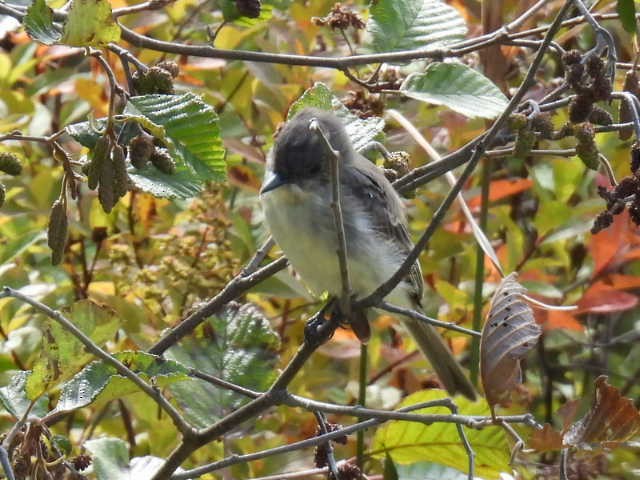 Eastern Phoebe - ML641893657