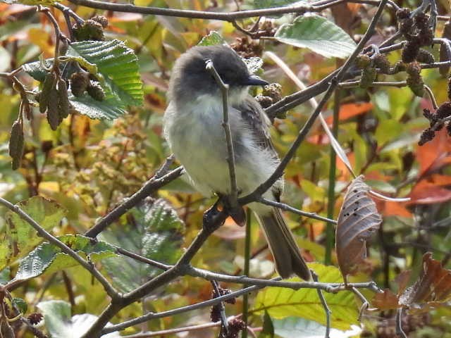 Eastern Phoebe - ML641893658