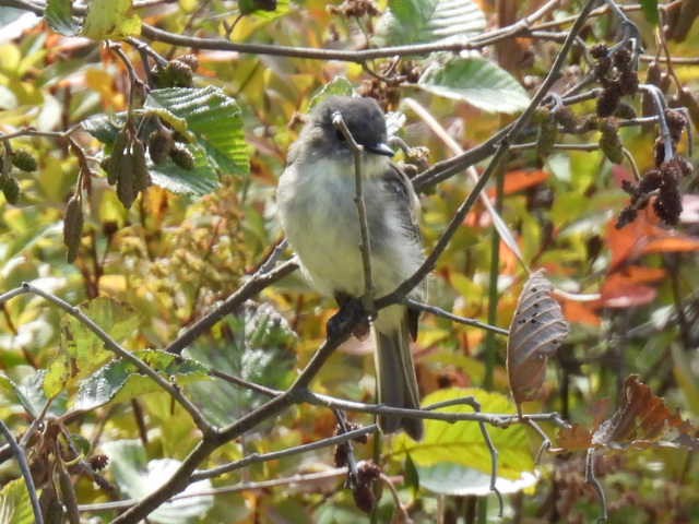 Eastern Phoebe - ML641893659