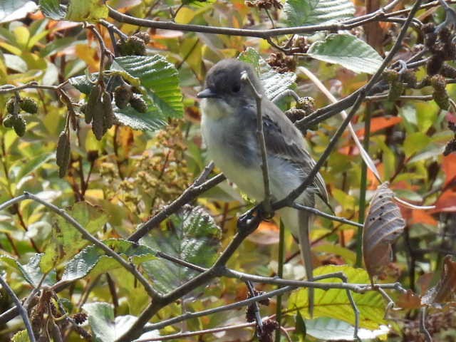 Eastern Phoebe - ML641893660