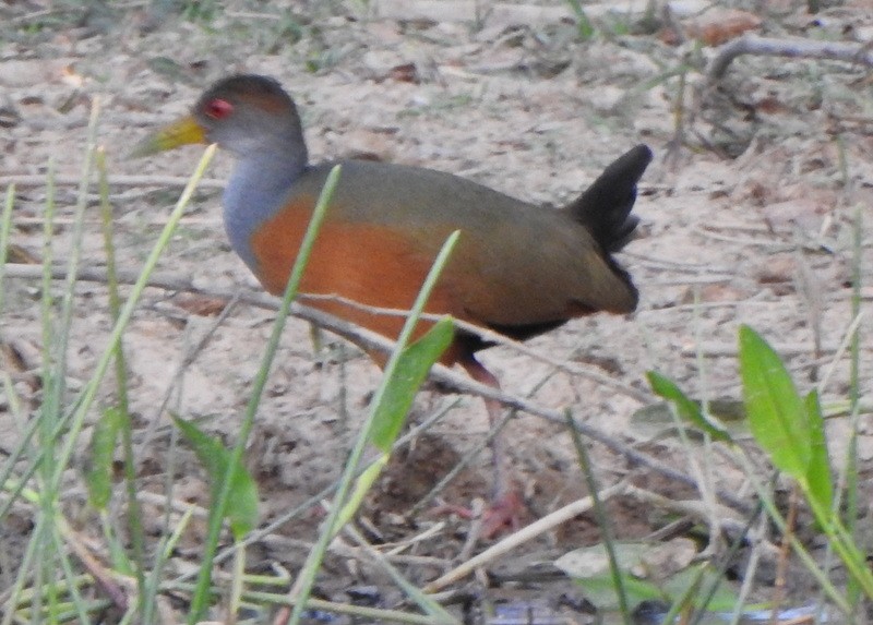 Gray-cowled Wood-Rail - ML641893684